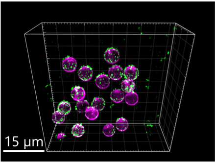 Lattice light-sheet image